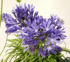 Nos belles agapanthes bleues