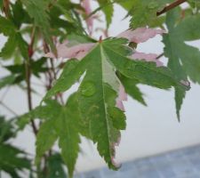 Détail feuille d'érable asahi-zuru verte panaché rose