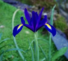 Iris hollandais :)