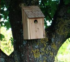 Bébé mésange 12h avant l'envol !