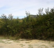 Terrain avant d&eacute;broussaillage