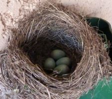 Taille des oeufs de merle