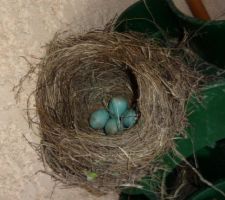 Taille des oeufs de merle