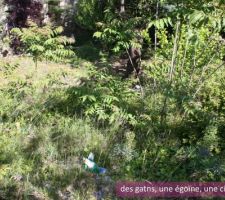 Pallier 2, des herbes jusqu'&agrave; la taille...
enfin, quand je dis des herbes....comprendre des ronces, des b&eacute;b&eacute; arbre, des trucs empoisonn&eacute;s, des herbes!