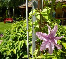 Jardin millésime 2013: gros plan sur une fleur de clématite