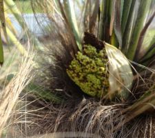 Début de d'une inflorescence pour le trachycarpus qu'on a planté l'année dernière