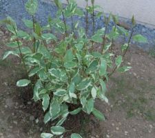 Cornus alba Cream cracker