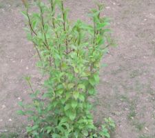 Ligustrum japonicum