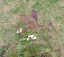 Viburnum sargentii onondaga