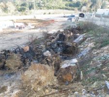 D&eacute;coupe des arbres