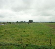 Petite vue d'en haut avec nos futures voisines... les vaches