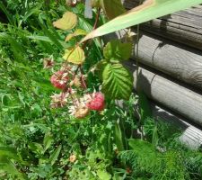 Les premieres framboises sont là