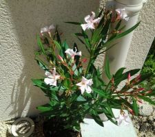 Achat de ce matin laurier...qui est fleurit!!!