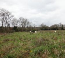 Terrain en friche