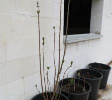 Plantation sur la terrasse