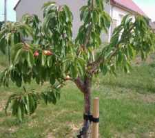 Cerisier et ses premiers fruits !