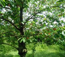 J'ai pu goûter aux cerises de notre jardin !!