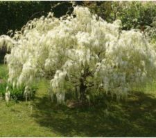 Idée déco jardin : glycine blanche montée en arbre
