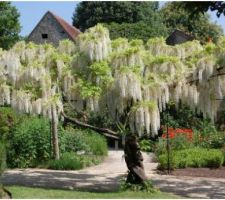 Idée jardin : arbre glycine blanche