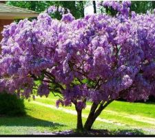 Idée jardin : arbre glycine