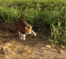 La minette est bien contente de pouvoir sortir :)