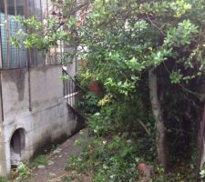 Il faut faire de la place pour le futur emplacement de stationnement, les buis ont &eacute;t&eacute; coup&eacute;s.