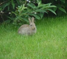 Un invité dans le jardin :)