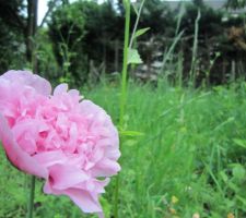 Il s'en sort bien notre jardin à l'abandon depuis le printemps ! ;-)