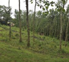 Terrain nu avant désouchage
