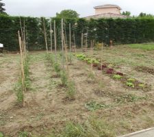 Notre petit coin potager