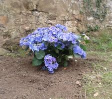 Hortensia qu on ma offert a la crémaillére !
1er plantation !
Vivement la suite ...