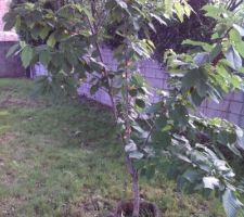 Mmmmm les belles cerises qui vont une fois de plus &ecirc;tre mang&eacute;es par les oiseaux avant qu'on les cueille :-)