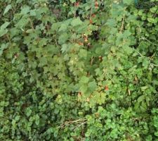 La future r&eacute;colte!