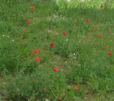 Champ de coquelicots derrière la maison