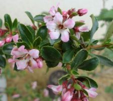 L'escallonie est en fleurs