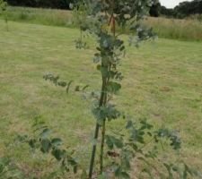 L'eucalyptus est replanté à une place provisoire