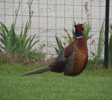 Faisans dans le jardin le 26/06/2013.