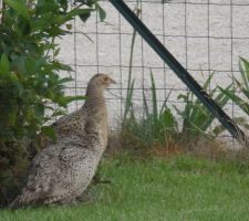 Faisans dans le jardin le 26/06/2013.