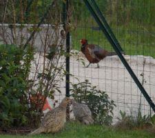 Faisans dans le jardin le 26/06/2013.