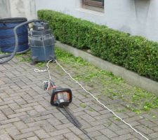 Taille des buis en cours avec taille-haie et aspirateur