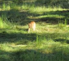 Le chat découvre son nouveau territoire