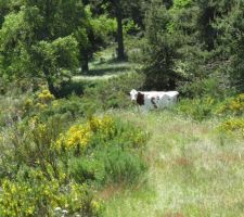 Une vache curieuse