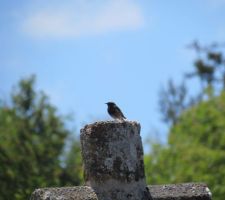 Un oiseau dont les pépiements ressemblent fortement à du morse. Si quelqu'un connait le nom, nous sommes preneurs.