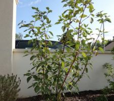 Le cornouiller alba sibirica qui fait de beau bois rouge vif en hiver