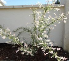 Mon saule crevette, lui aussi prend de l'ampleur et a fait de belles pousses roses