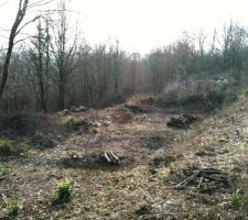 Abattage petits arbres