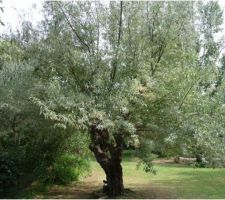 Olivier de bohème, idée plantation (merci Océan65)