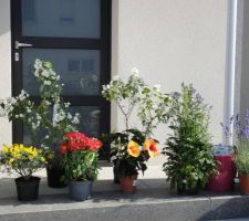 Achats du jour: arbres blancs tres parfumes (philadelphius virginal),polemonium (fleurs violettes a droite),lavande,alstroemere (en rouge), hibiscus long life, cythise jaune tres parfume