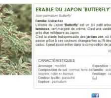 érable butterfly