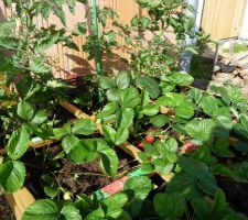 Mon mini potager en bac, fraises et tomate cerises